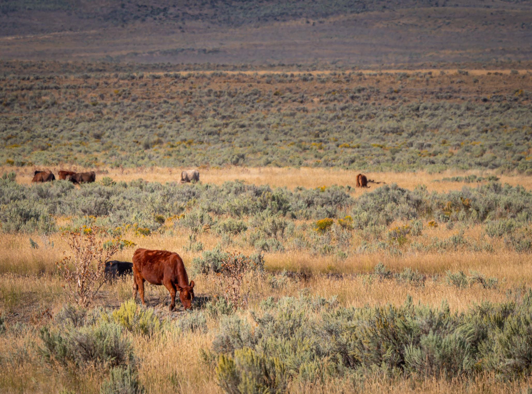 Basque Center, Boise, Idaho